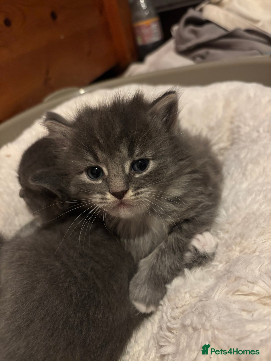 British Shorthair cats for sale: Beautiful grey kitten male  - Image 1