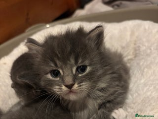 British Shorthair cats - Advert 17