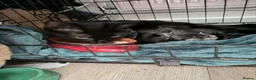 Bengal cats for sale: Stunning half Bengal kittens!  - Advert 1