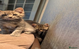 Mixed Breed cats for sale: Adorable Kittens Looking for Loving Homes! - Image 13