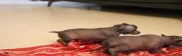 Mexican Hairless dogs for sale: Mini size girl. - Advert 5