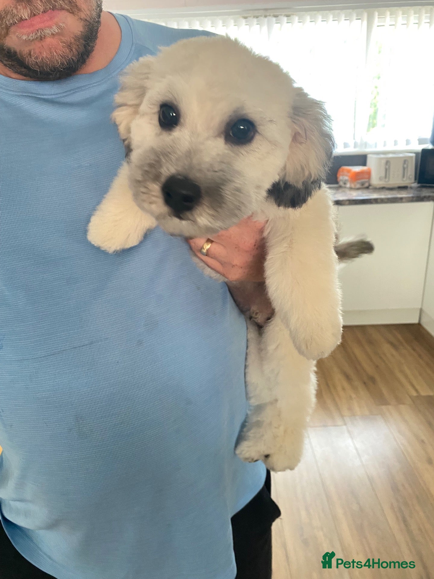 Mixed Breed dogs Bundle of fluff full of energy  - Advert 1