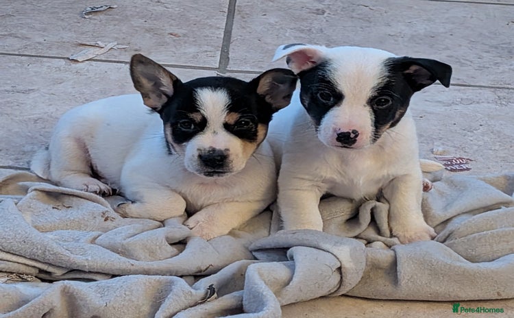 Jack Russell dogs Jack Russell  - Advert 2