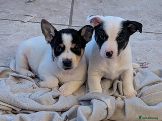 Jack Russell dogs Jack Russell - Advert 2