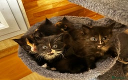 Ragcoon cats for sale: Ragdoll cross Maine coon - Image 1