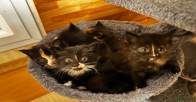 Ragcoon cats - Advert 1