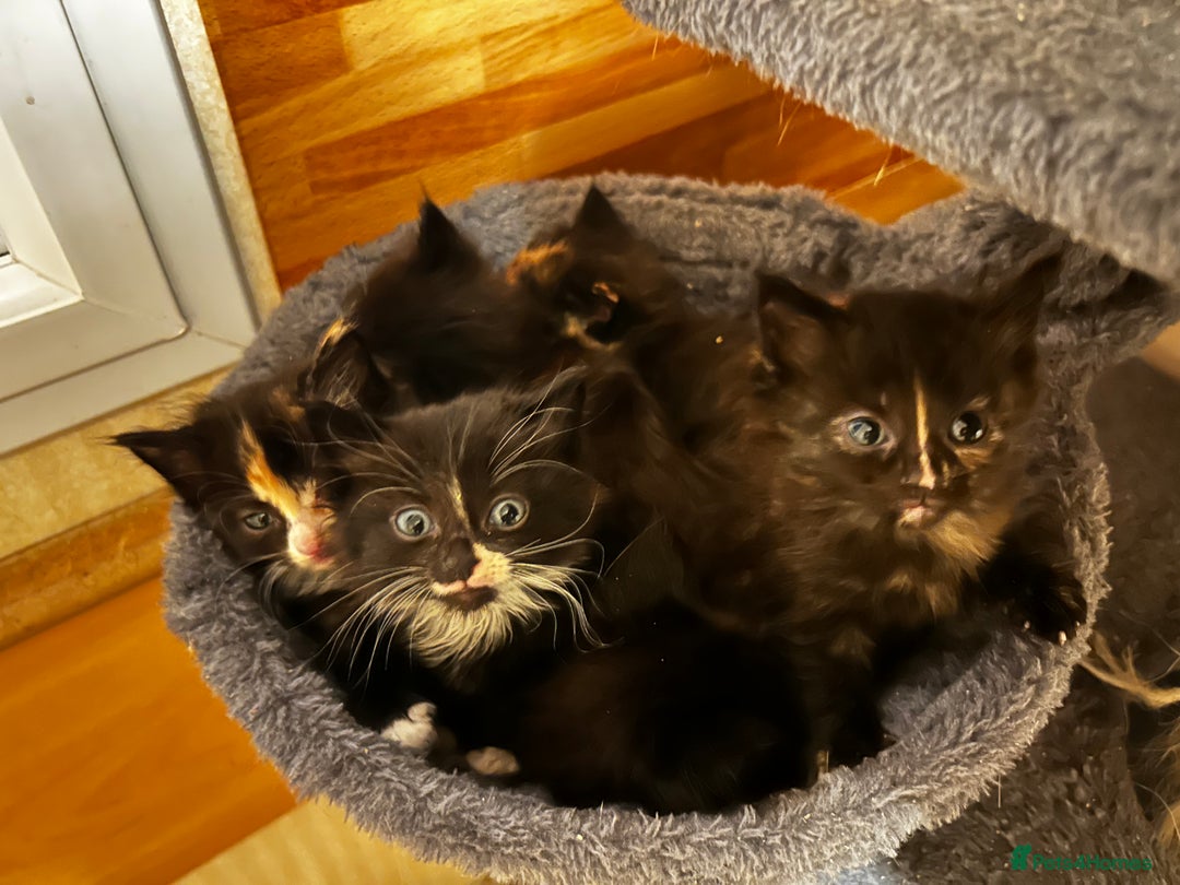 Ragcoon cats for sale: Ragdoll cross Maine coon - Image 1