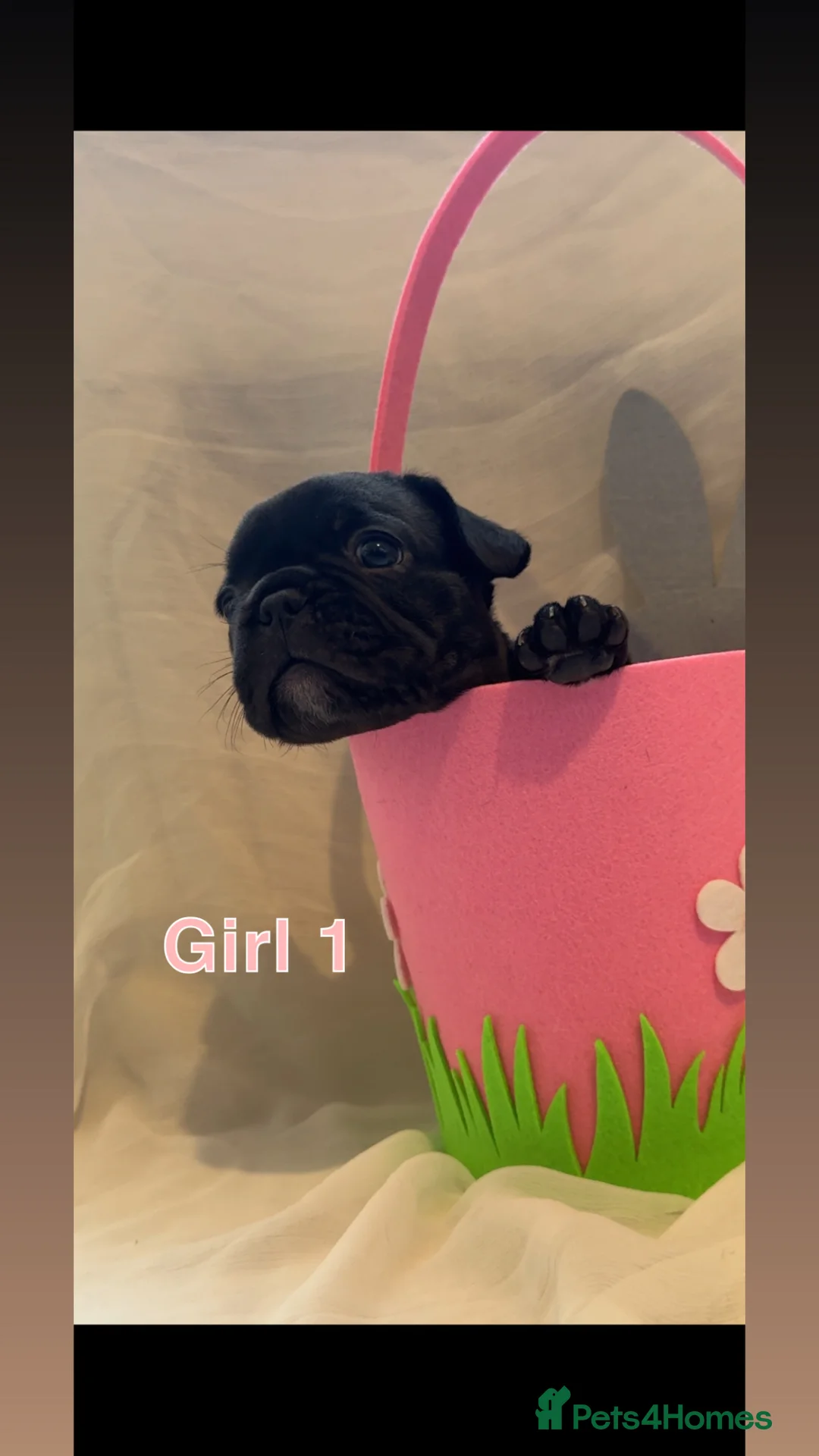 French Bulldog dogs for sale: French Bulldog girls - Advert 2