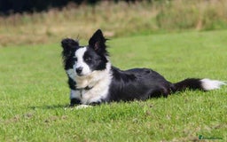 Border Collie dogs for sale: WINNING CRUFTS COMPETITORS. KC REG, HEALTH TESTED - Image 23