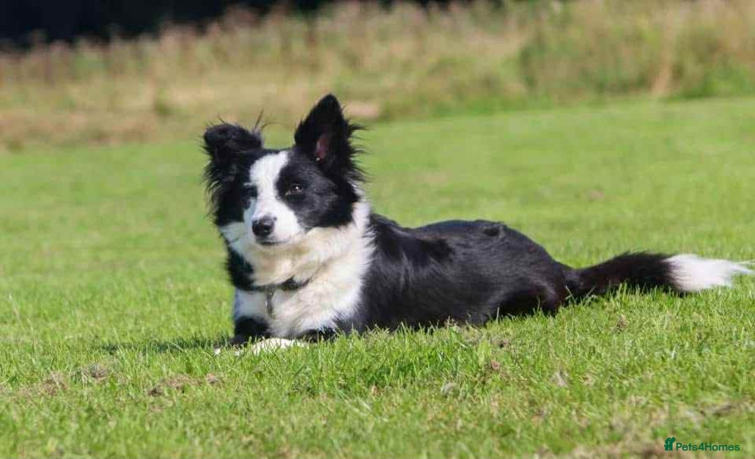 Border Collie dogs for sale: WINNING CRUFTS COMPETITORS. KC REG, HEALTH TESTED - Image 23