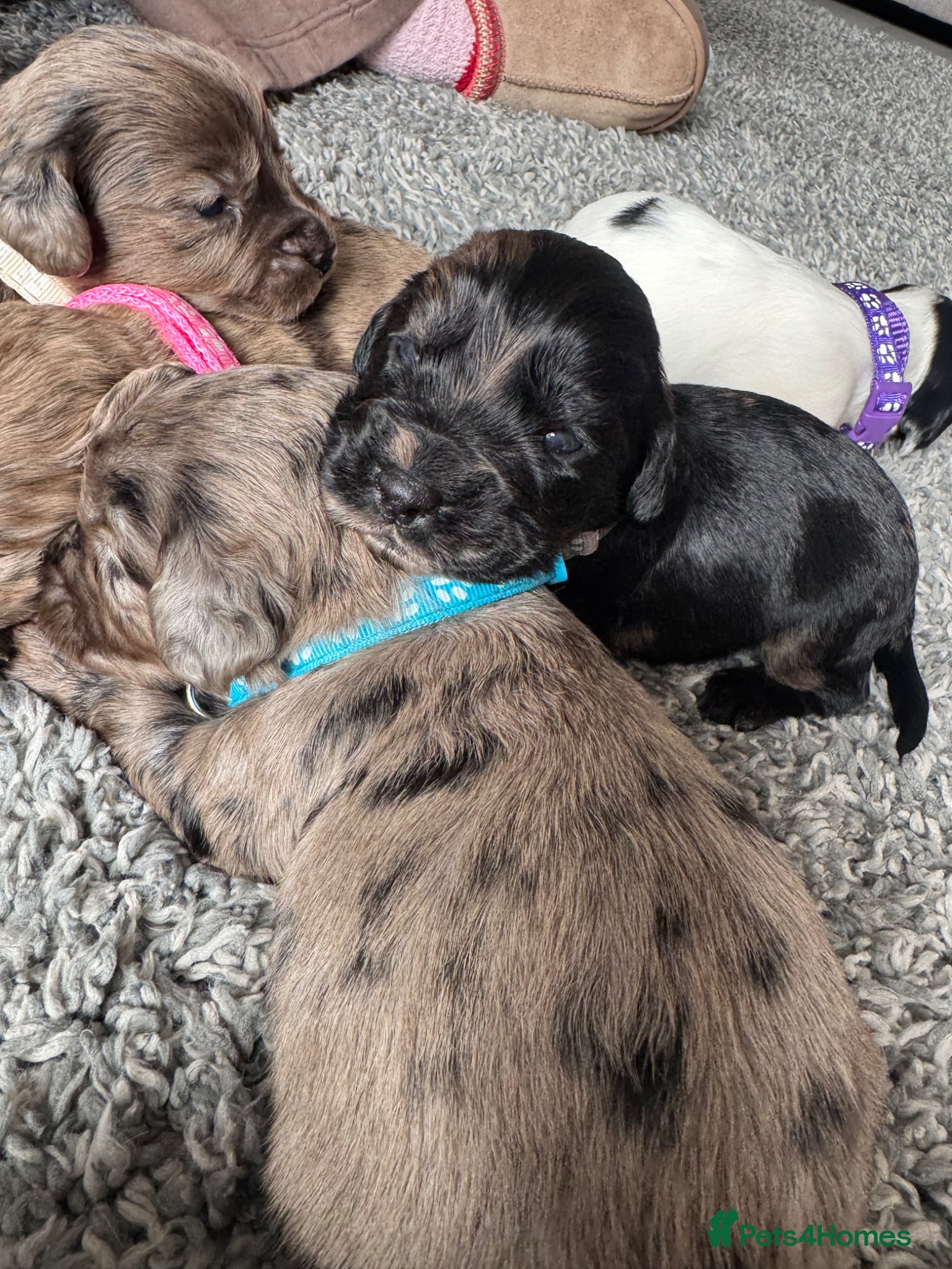 Cocker Spaniel dogs 4 LEFT! 7 stunning girl cocker spaniel puppies  - Advert 1