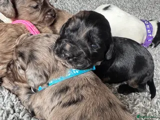 Cocker Spaniel dogs 4 LEFT! 7 stunning girl cocker spaniel puppies - Advert 3