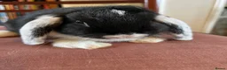 Mini Lop rabbits for sale: Lovely Mini Lop Babies - Advert 7