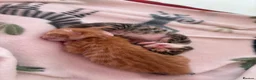 Mixed Breed cats for sale: Beautiful playful kittens  in Huntingdon - Advert 10