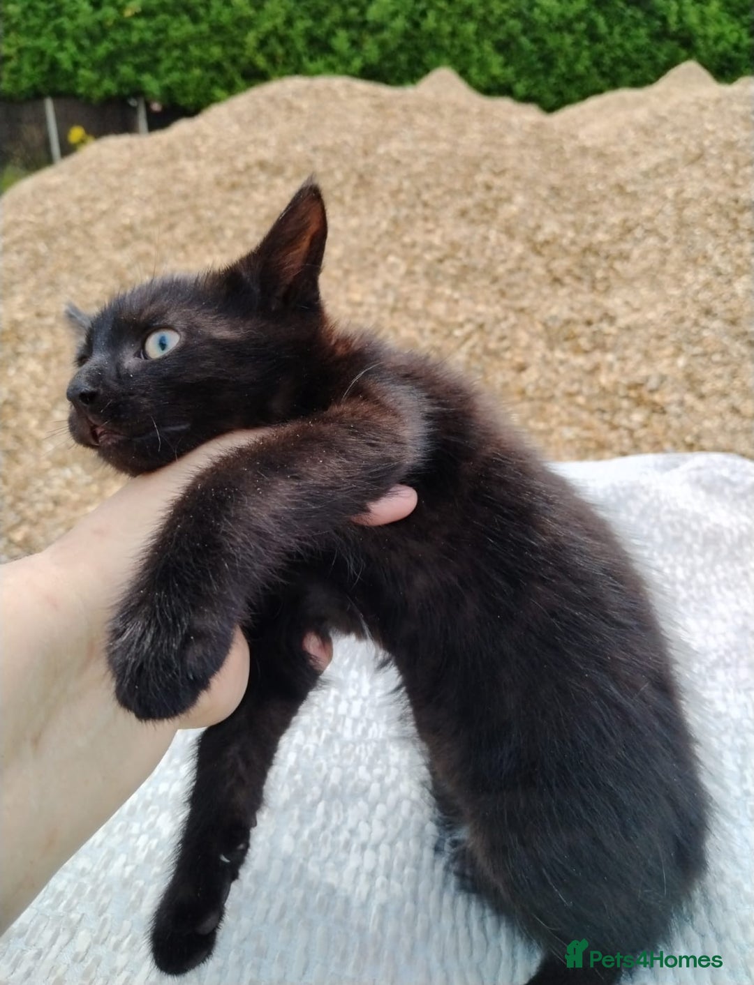 Domestic Shorthair cats for sale: Beautiful kittens baby girls ready for new home  - Image 15