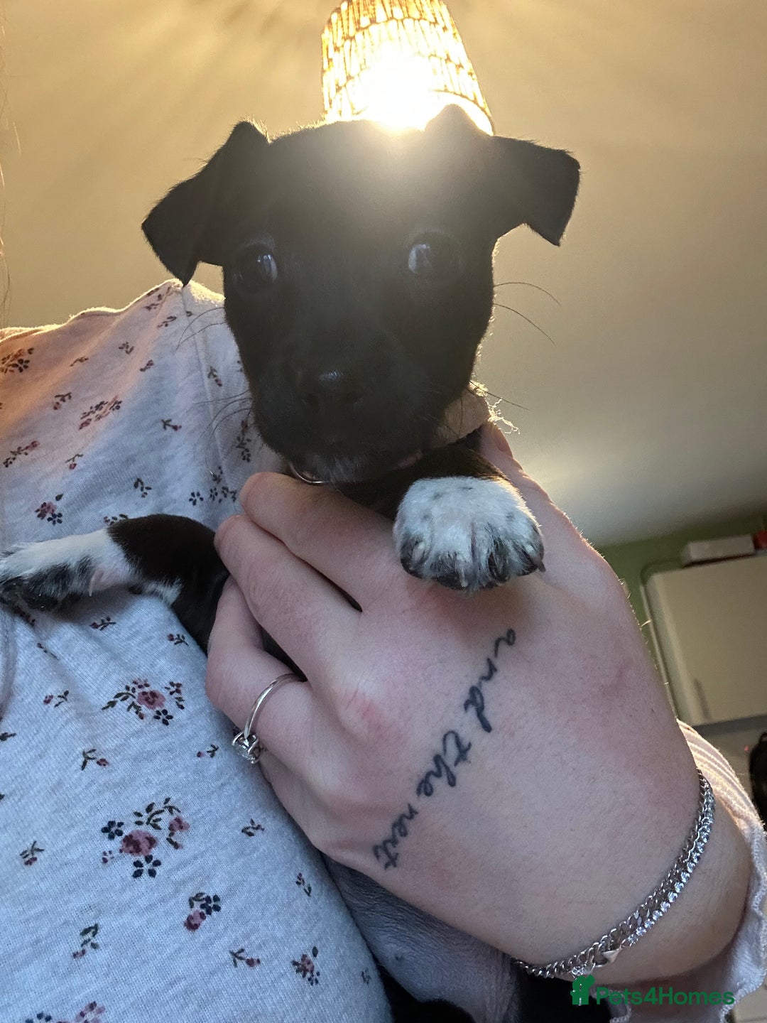 Jack Russell dogs for sale: Minature jack russel pupies  - Advert 11