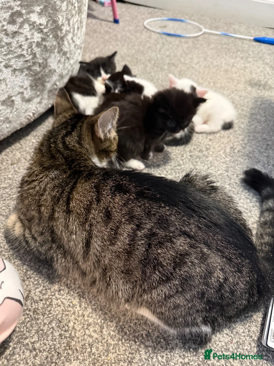 Mixed Breed cats for sale: 6 Beautiful kittens  - Advert 1