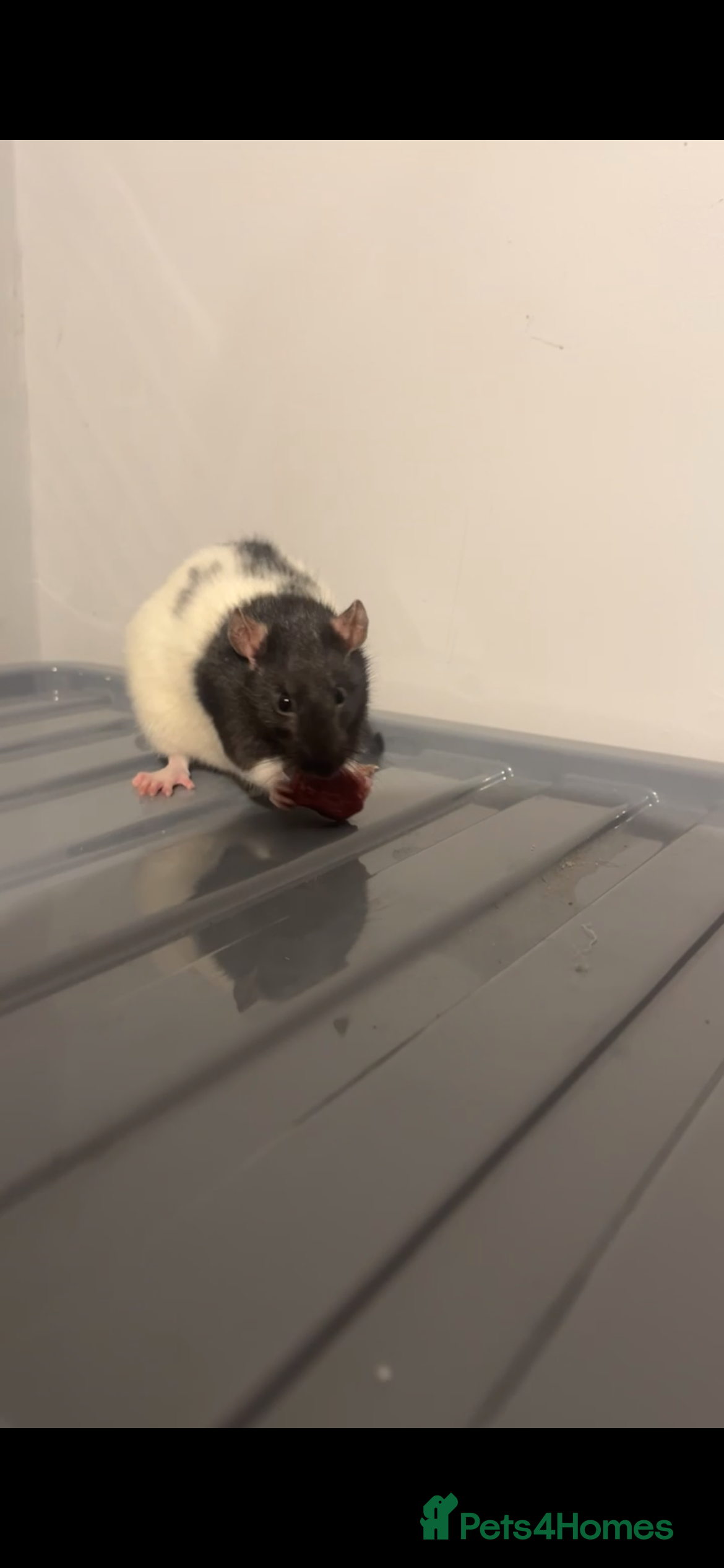 Rat rodents Zombie - Advert 1