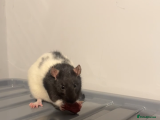 Rat rodents Zombie - Advert 8