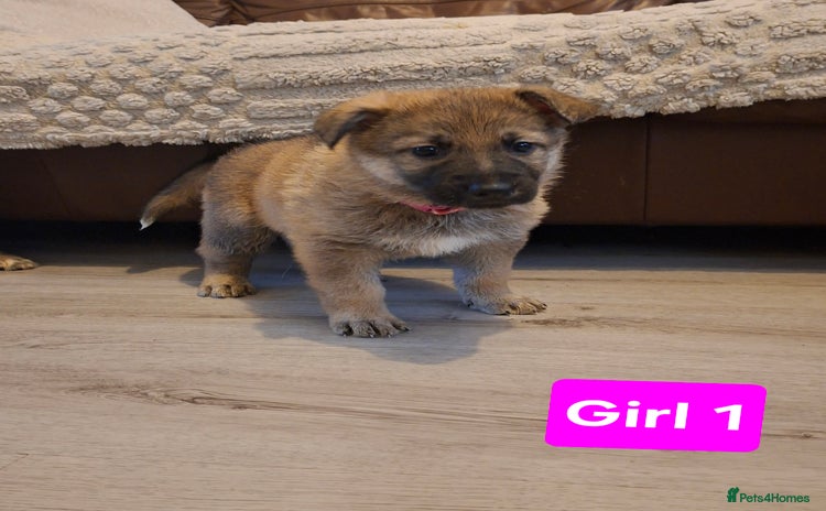 German Shepherd dogs - Advert 2