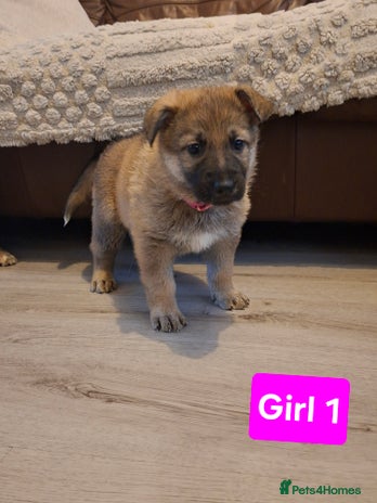 German Shepherd dogs - Advert 4