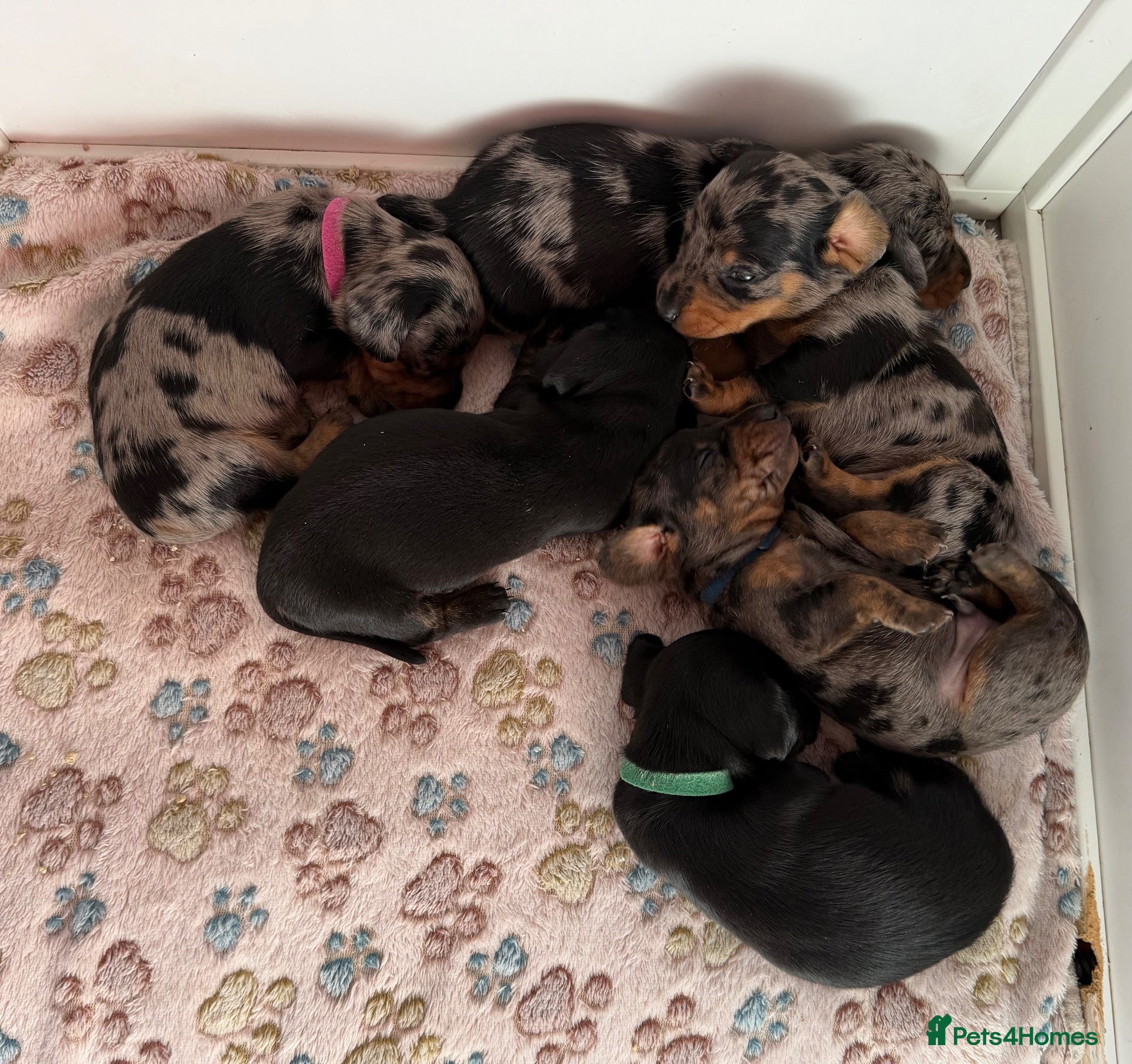 Miniature Dachshund dogs KC Mini Dachshund Silver Dapple Brindle Puppies  - Advert 1
