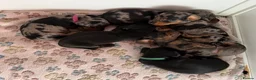 Miniature Dachshund dogs for sale: KC Mini Dachshund Silver Dapple Brindle Puppies  in Umberleigh - Advert 1