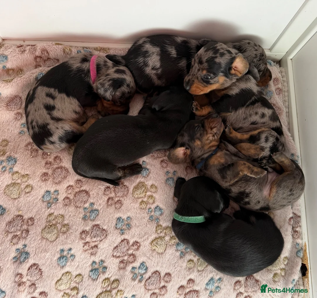 Miniature Dachshund dogs for sale: KC Mini Dachshund Silver Dapple Brindle Puppies  in Umberleigh - Advert 1