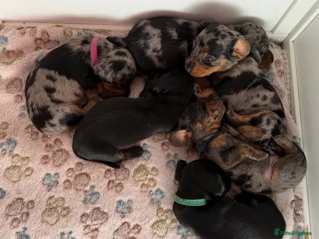 Miniature Dachshund dogs KC Mini Dachshund Silver Dapple Brindle Puppies - Advert 1