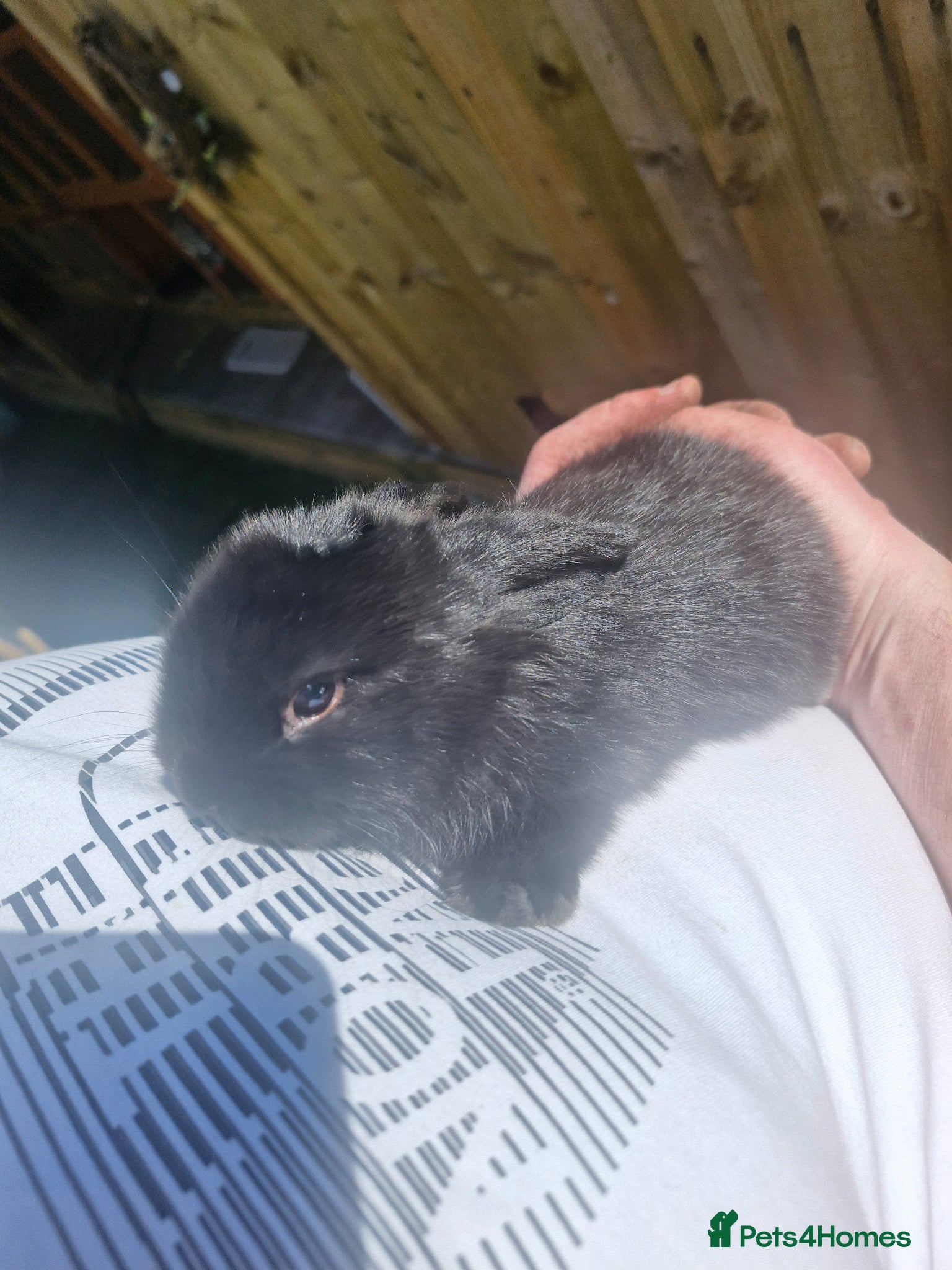 Mini Lop rabbits Gorgeous lop ear bunnies - Advert 2