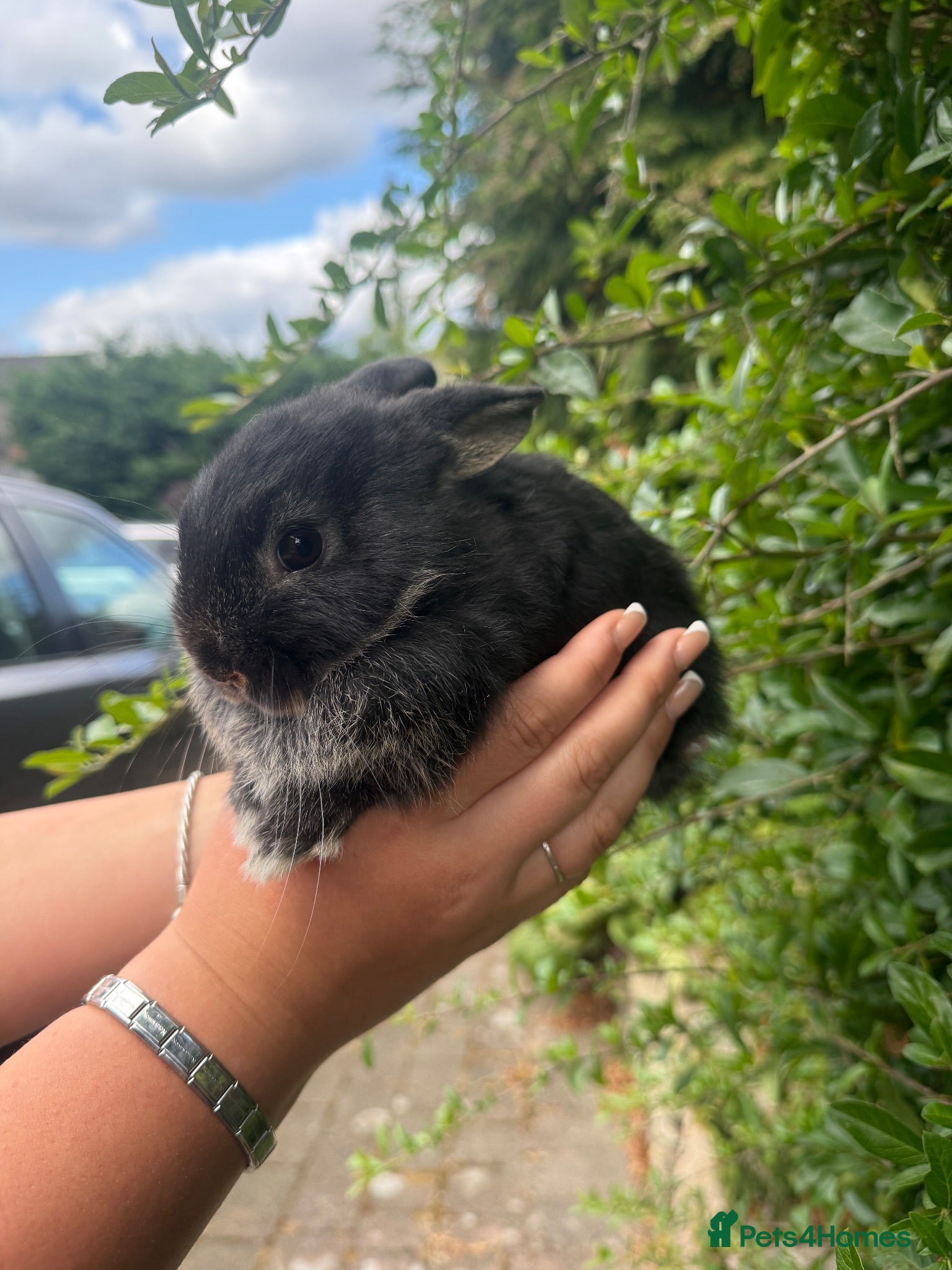 Mini Lop rabbits Mini lop x baby bunnies 💕 - Advert 2
