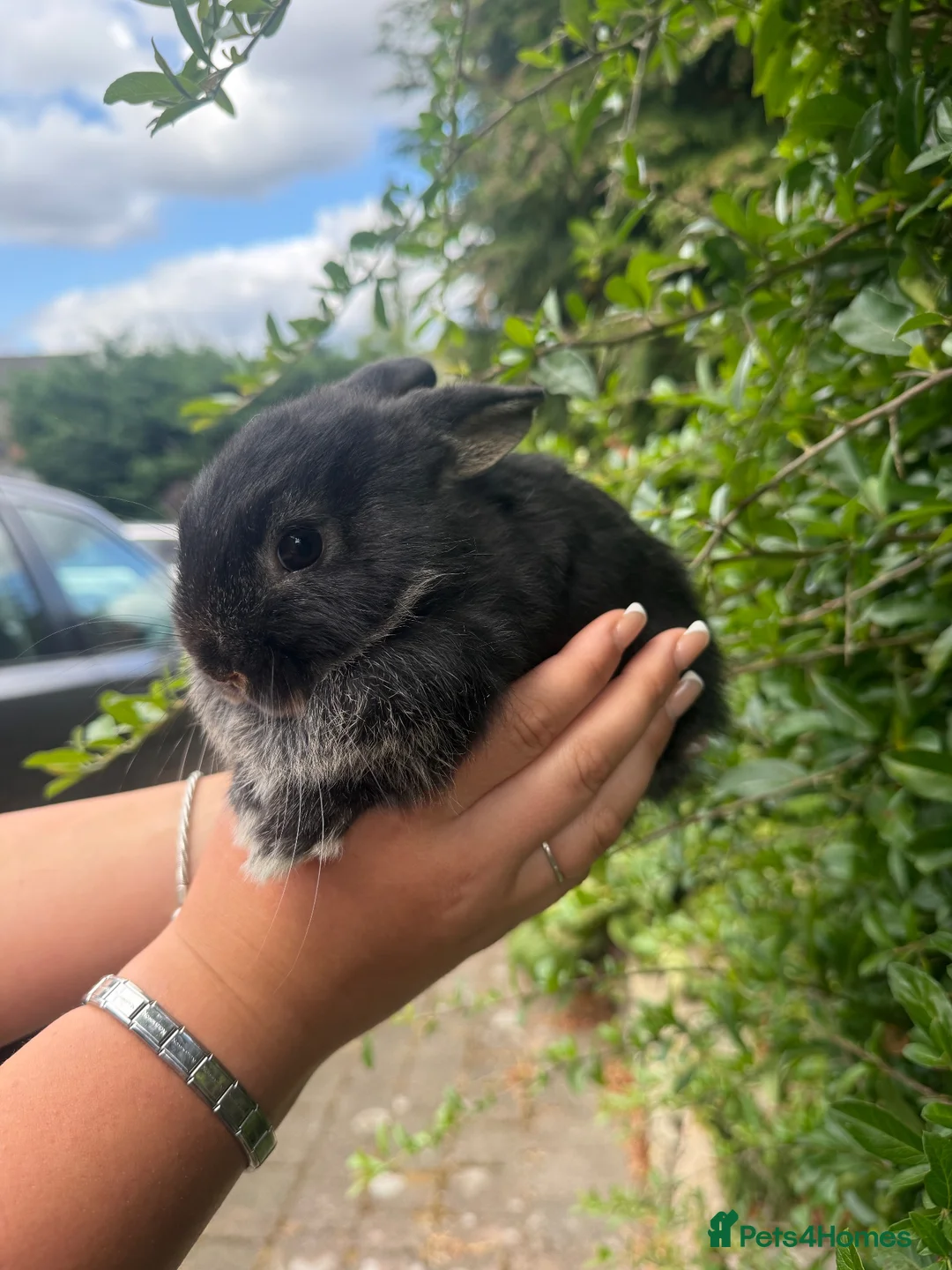 Mini Lop rabbits for sale: Mini lop x baby bunnies 💕 - Advert 1