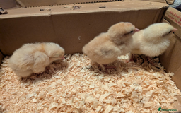 Chickens poultry for sale: Mixed breed chicks and Silkies - Image 9