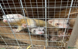 Ferret rodents for sale: Beautiful ferrets -  **  - Image 2