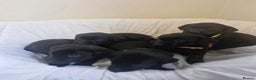 Labrador Retriever dogs for sale: Gorgeous Black Labrador Puppies - Advert 3