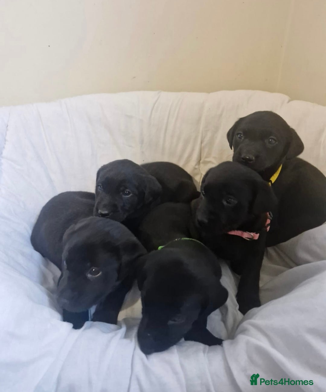 Labrador Retriever dogs for sale: Gorgeous Black Labrador Puppies - Advert 3