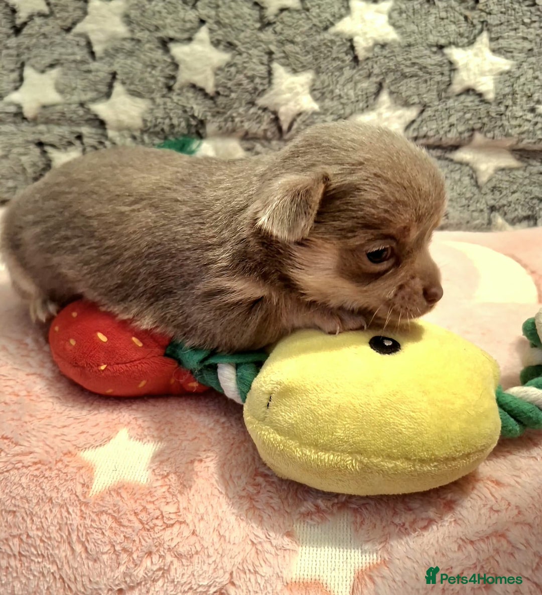 Chihuahua dogs for sale: * Three most beautiful chihuahua girls* - Advert 8