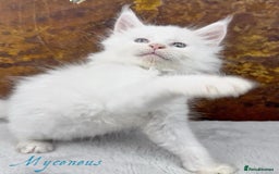 Maine Coon cats for sale: Championship line GCCF Maine Coon kittens  - Image 8