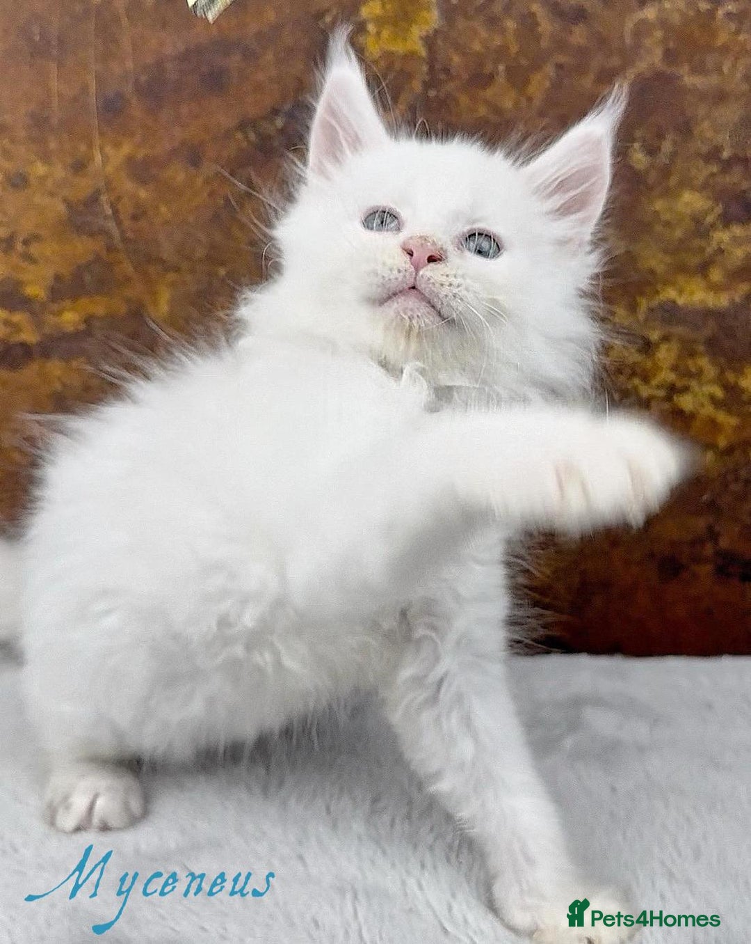 Maine Coon cats for sale: Championship line GCCF Maine Coon kittens  - Image 8