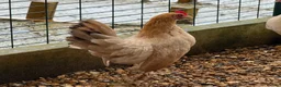 Chickens poultry for sale: Beautiful Trios of Bantams - Advert 10