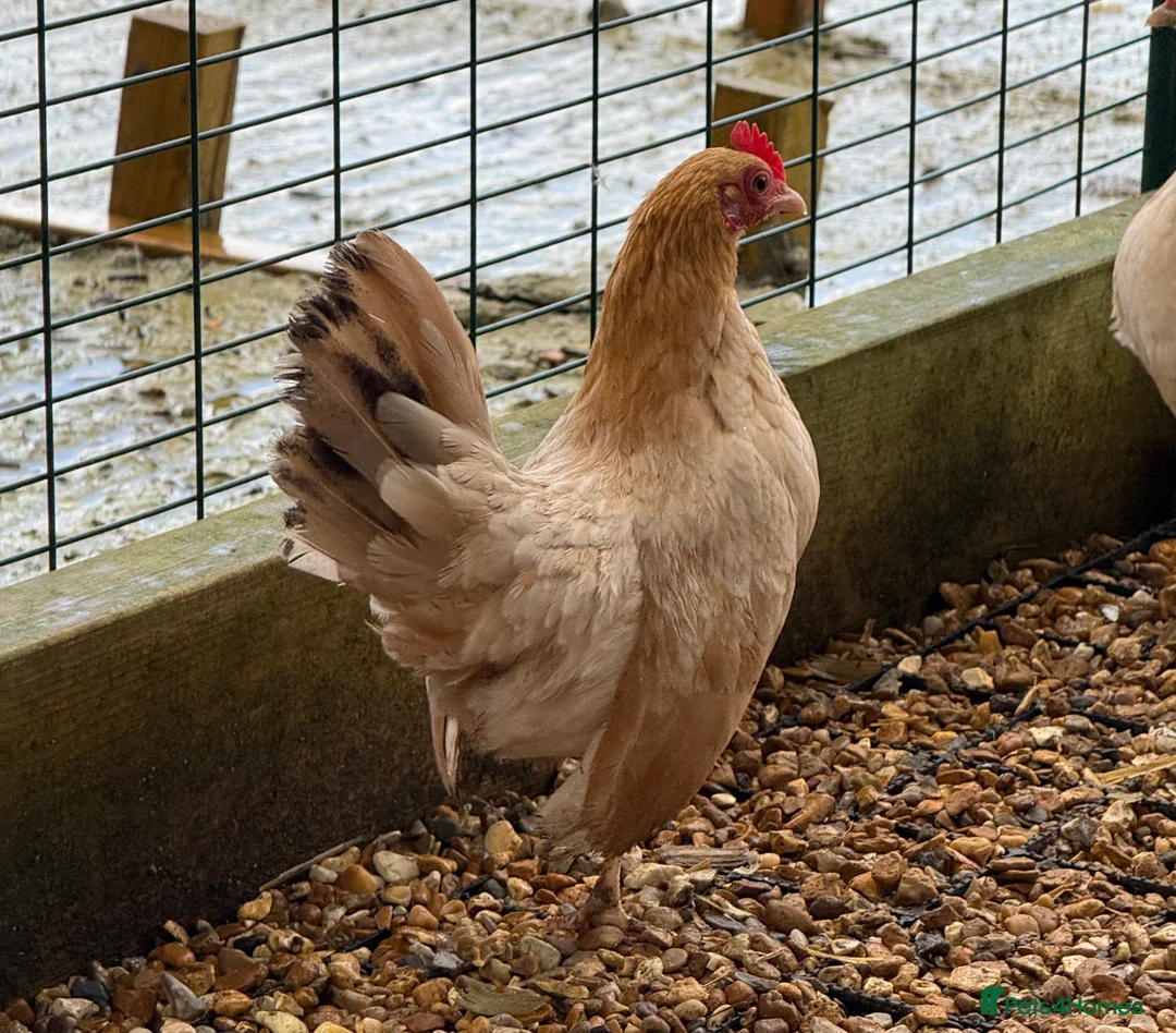 Chickens poultry for sale: Beautiful Trios of Bantams - Advert 10