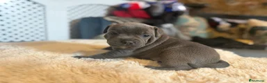 Staffordshire Bull Terrier Puppy 4 Tovie 