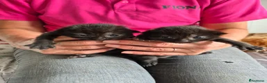 Mixed Breed 4