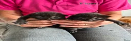 Mixed Breed cats for sale: 6 beautiful Kittens  - Advert 6