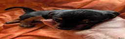 Dachshund dogs for sale: Dappled/Merl Dachshund puppies  - Advert 12