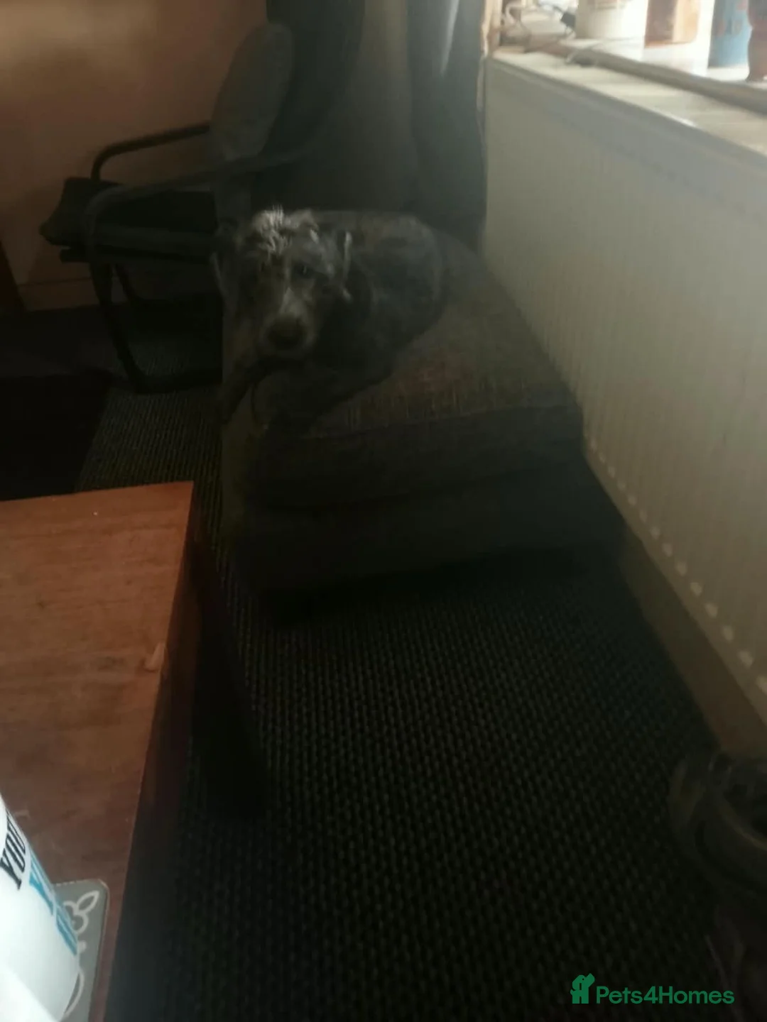 Mixed Breed dogs for sale: Bedlington cross whippet in Alfreton - Advert 5