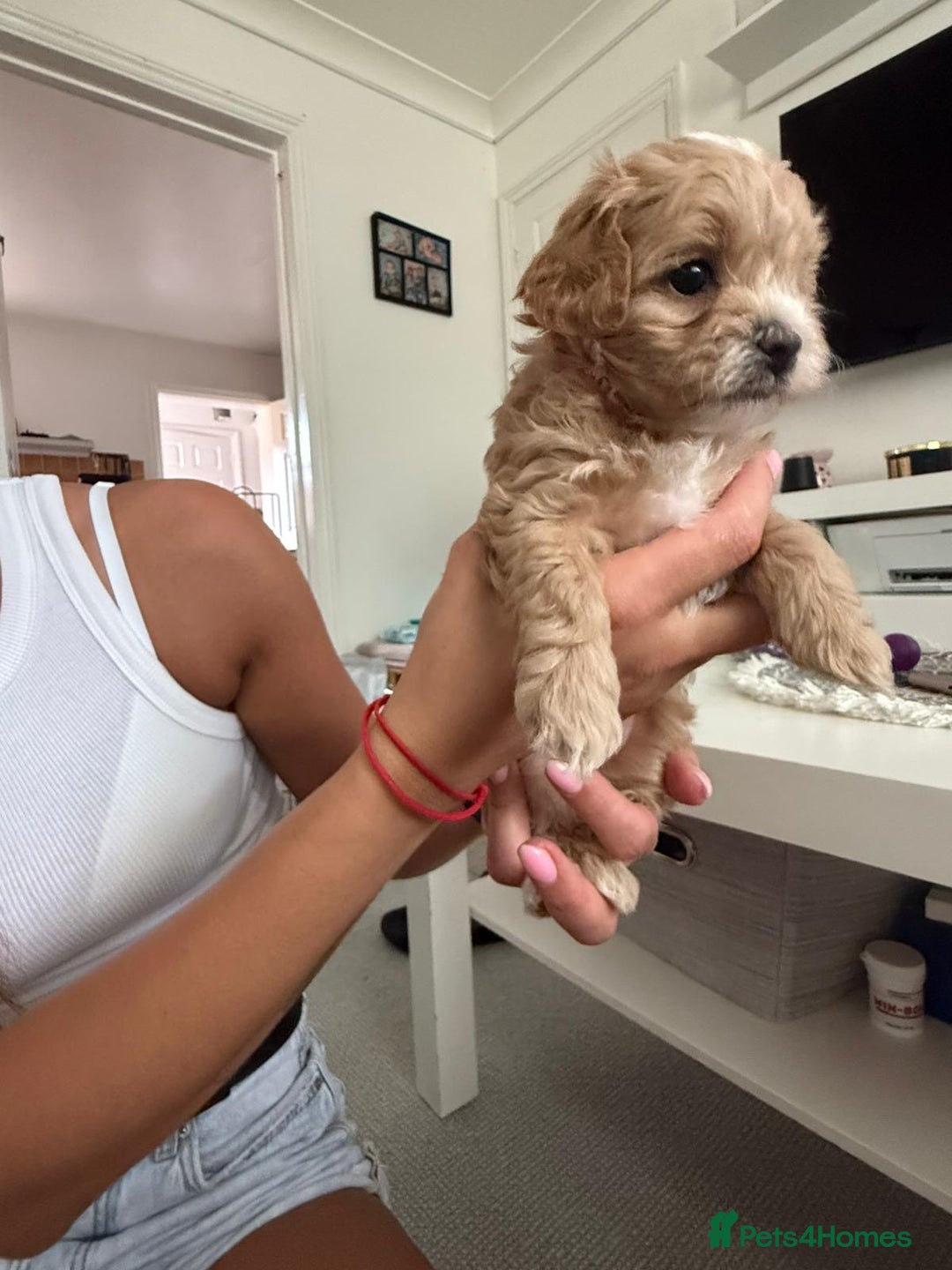 Maltipoo dogs for sale: Beautiful Tiny Maltipoo 3 girls 1 boy  - Image 7