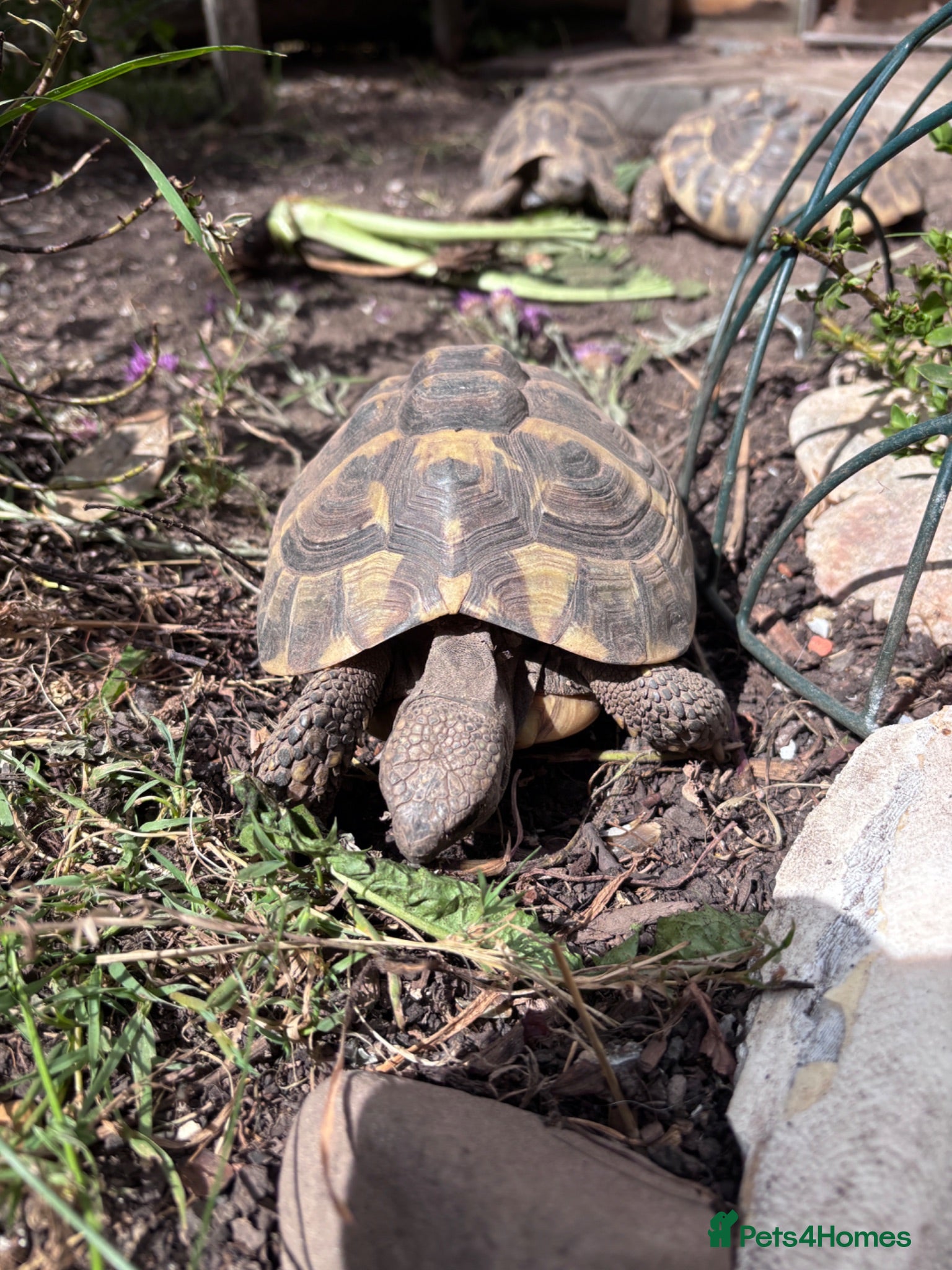 Tortoise reptiles Hermann's tortoises trio.  2 females and 1 male - Advert 13