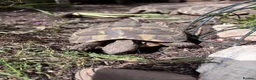 Tortoise reptiles for sale: Hermann's tortoises trio.  2 females and 1 male - Advert 1