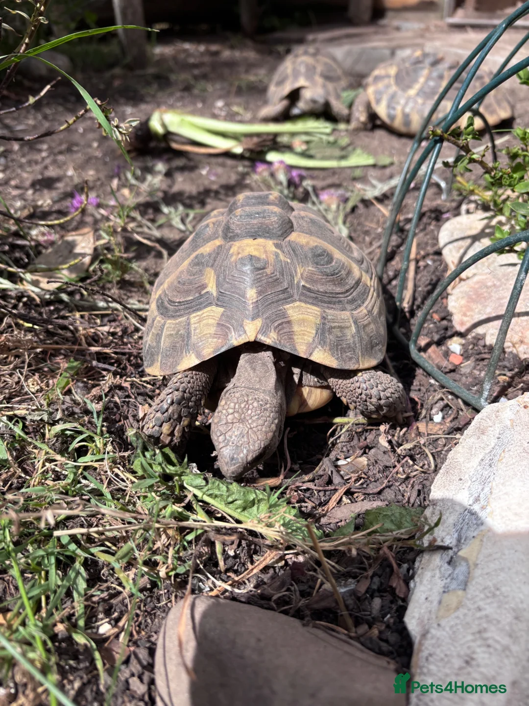 Tortoise reptiles for sale: Hermann's tortoises trio.  2 females and 1 male - Advert 1
